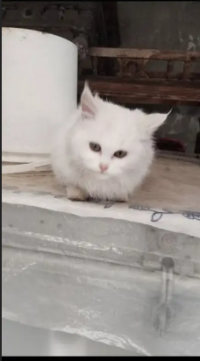 Persian cat