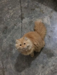 Persian cat/Persian kitten's for sale