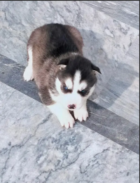 Siberian Husky Blue Eyed Male Puppies