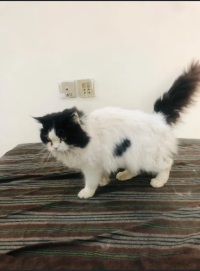 3 Cat | Persion Cat | Triple Coated | Persion Cat For Sale