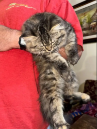 Persian kittens pair for sale