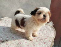 shihtzu Dogs/ Shih Tzu Male / shihtzu female /Shihtzu male female pup