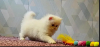top quality kitten|Punch face Kittens|persian cat|cute|tripple|fluffy