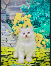 Persian punch face triple coated kitten