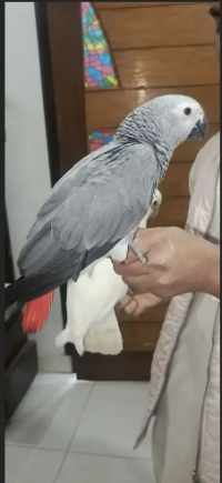 grey parrot tame talking