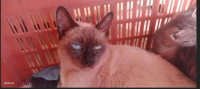 Siamese female cat