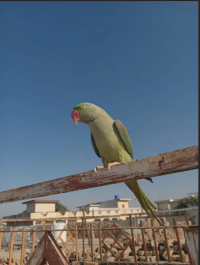 Raw parrot / green parrots / breeder / talking bird