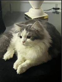 Persian cat /tripple coat / Persian Cat/ cute /doll face /