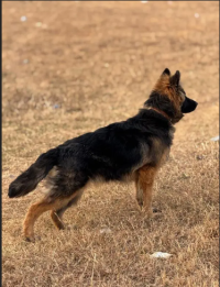 Pedigree German shepherd long coat female available