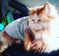 Persian Peki Male For Stud Only !!