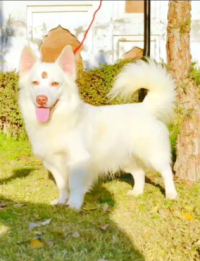 pink nose russian male for sale