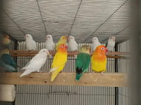 Lovebirds /albino / cremeeno/ parblue/lutino/split