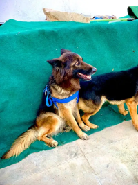 German Shepherd dog |pair male female |Urgent Sale