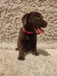 Labrador Puppies - Chocolate Brown