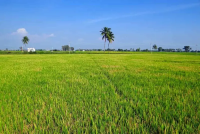 840 Acre Agricultural Land Available For Sale In Depalpur Okara