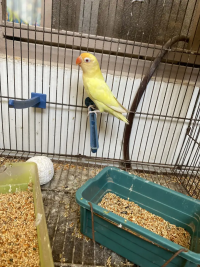 Love Bird breeder pair available for sale