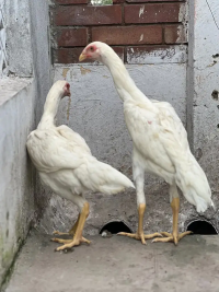 German shamo | white O shamo | king size shamo | long height shamo