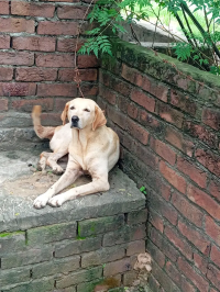 Labrador female