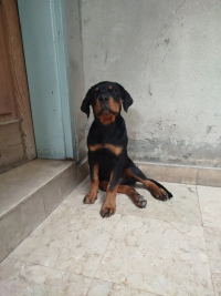 Rottweiler Female Puppies PEDIGREE – Vaccinated