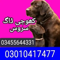 Army dog center 03010417477 (کھوجی کتے)